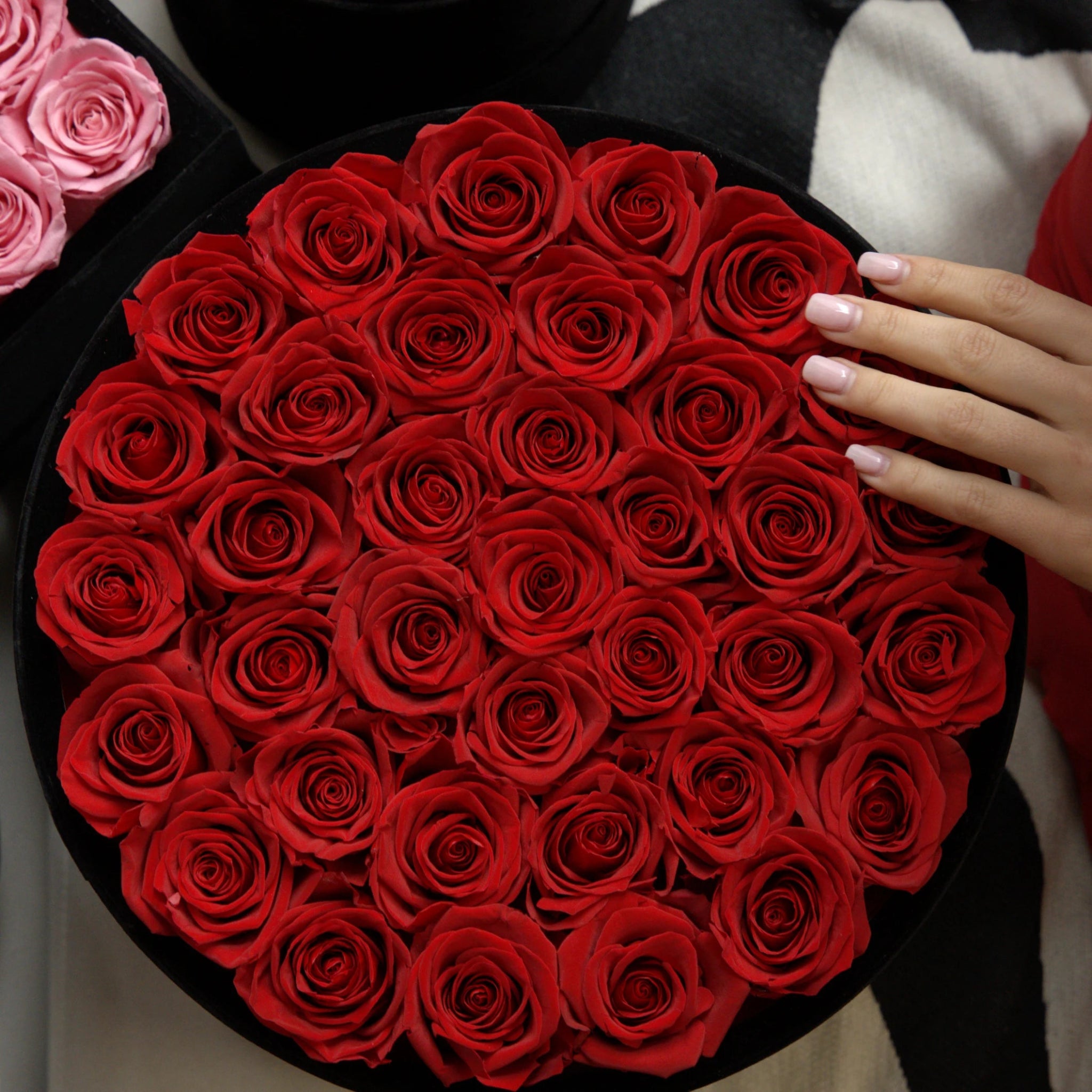The Roses: Beauty, Symbolism, and Cultural Importance