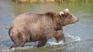 Get Ready for Fat Bear Week 2025: A Celebration of Nature’s Giants