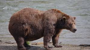 Celebrate Fat Bear Week 2025: The Ultimate Bear Showdown
