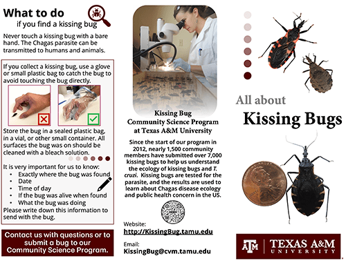 Understanding Kissing Bug Disease: What You Need to Know