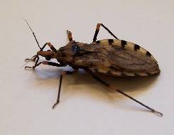Understanding Kissing Bugs and Their Role in Chagas Disease