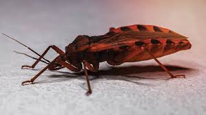 The Connection Between Kissing Bugs and Chagas Disease