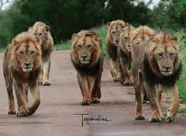 The State of Lions: Conservation and Challenges Ahead