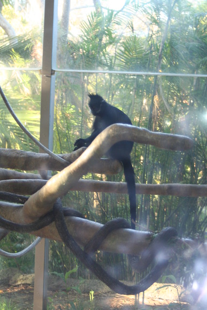 Everything You Need to Know About San Diego Zoo