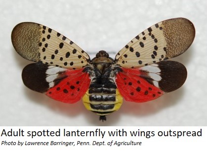 The Threat of the Spotted Lanternfly: What You Need to Know