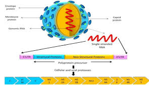 The Ongoing Evolution of Viruses and Their Impact on Society