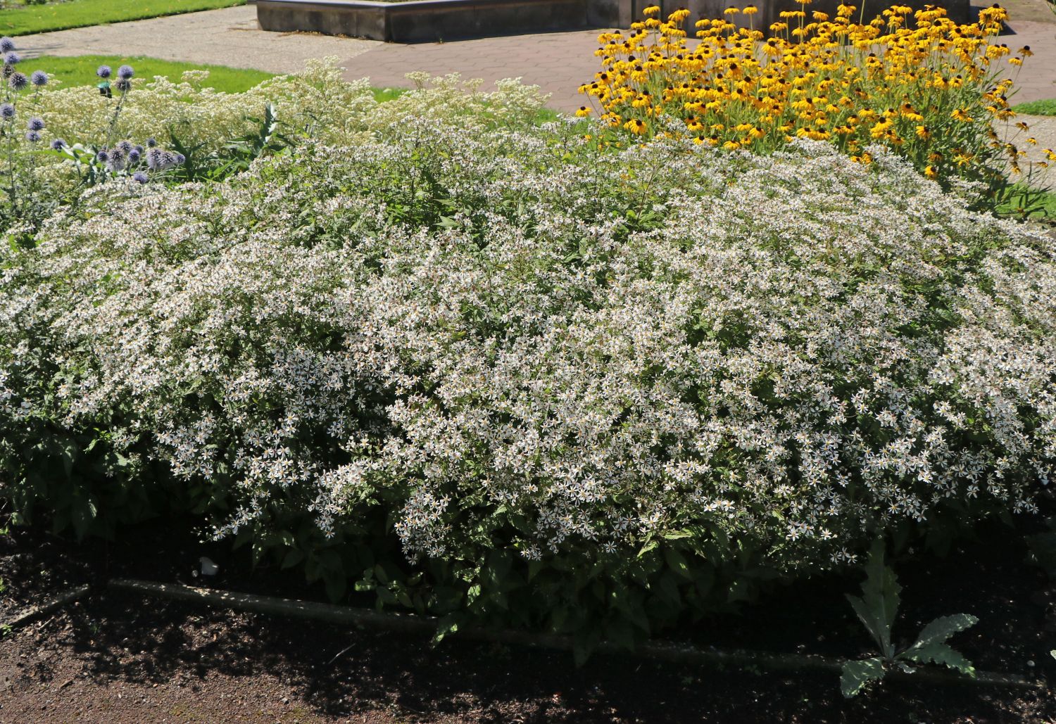 Understanding Aster Trade: Trends and Future Outlook