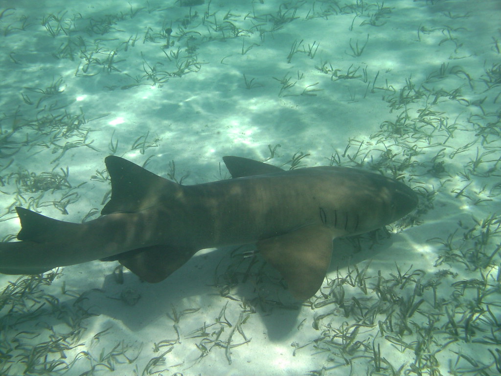 Exploring Belize: The Jewel of Central America
