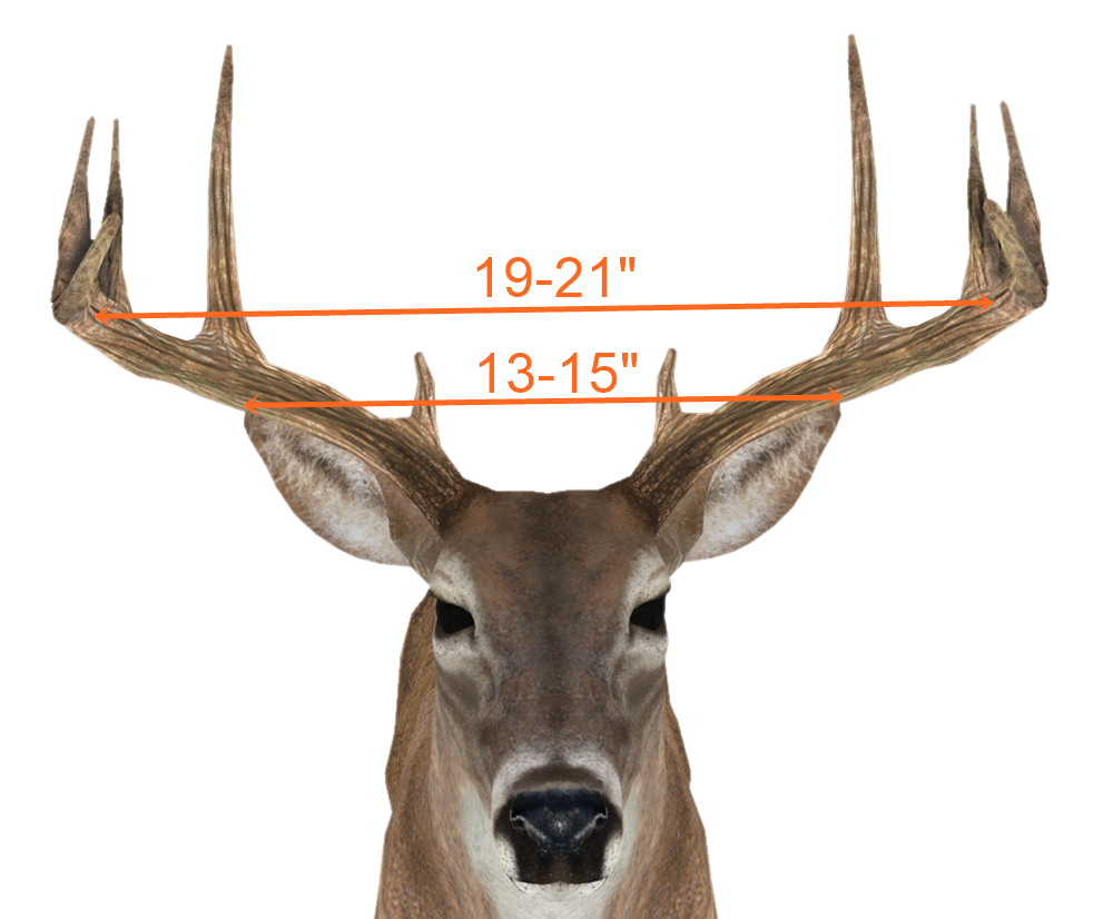 Exploring the Significance of Bucks in Sports and Culture