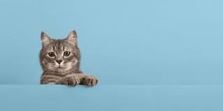 The Rise of Cat Stock: What Investors Need to Know
