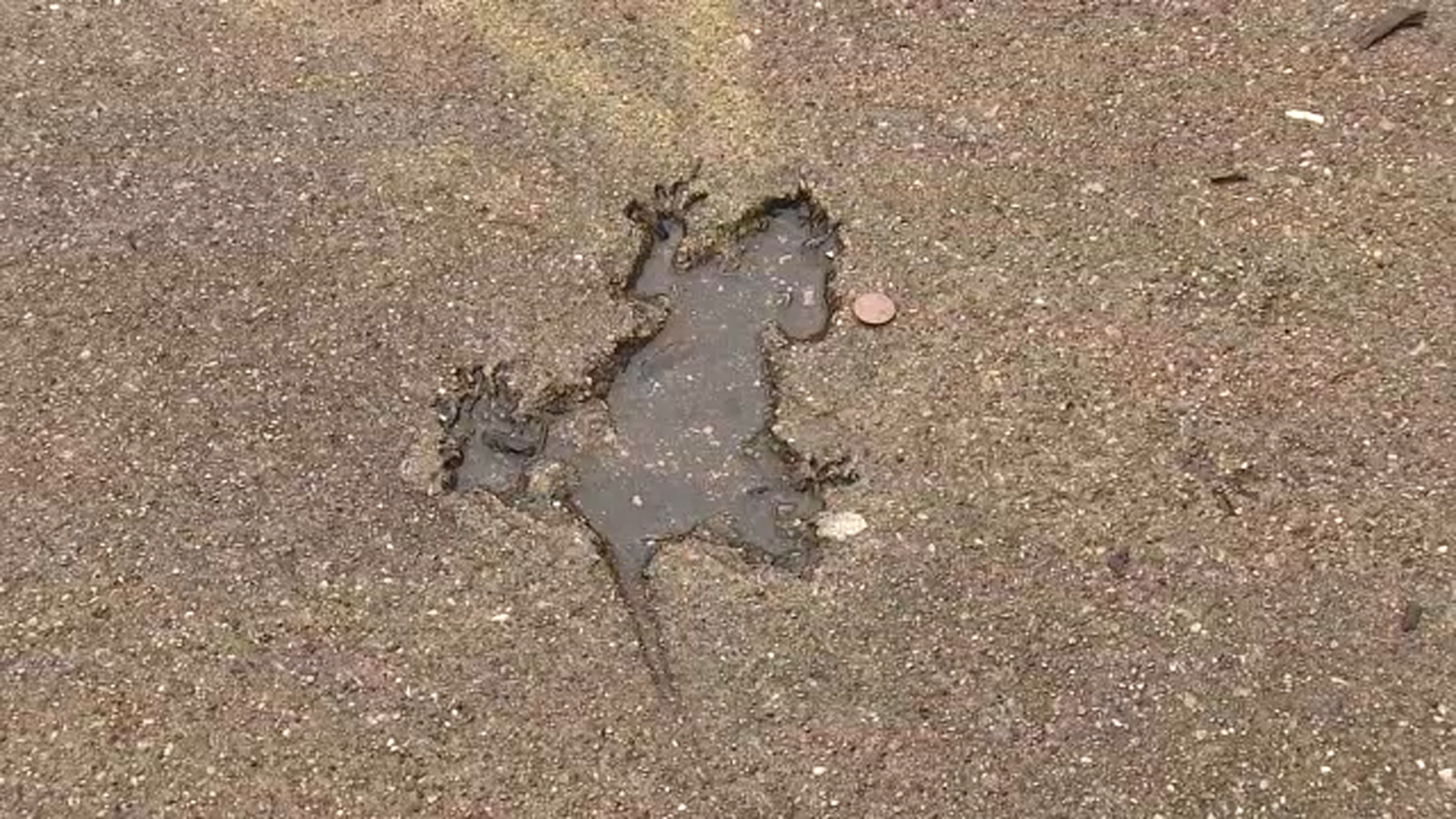 The Growing Concern of Chicago’s Rat Hole Problem