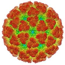 The Chikungunya Virus: Symptoms, Outbreaks, and Prevention