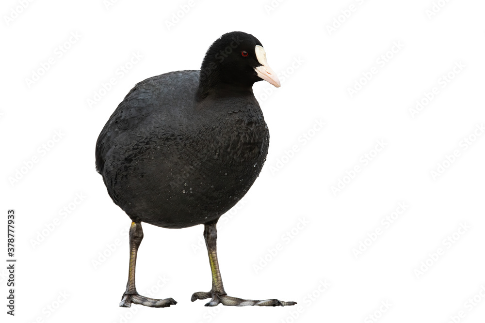 Understanding Coot Stock: Market Trends and Future Outlook
