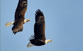 The Majestic Eagles: Symbols of Freedom and Nature’s Power