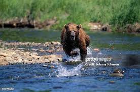 The Importance of Grizzly Bear Conservation Efforts