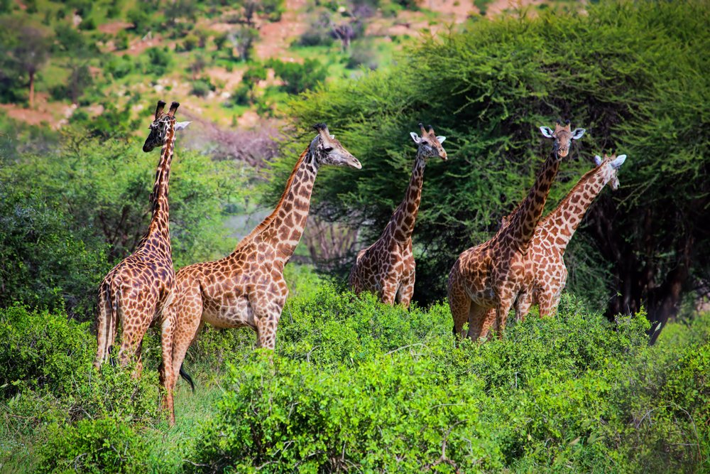 Kenya’s Booming Tourism Sector Amid Global Challenges
