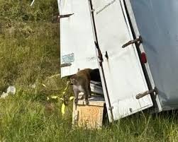 Monkeys Loose in Mississippi: A Strange Incident Unfolds