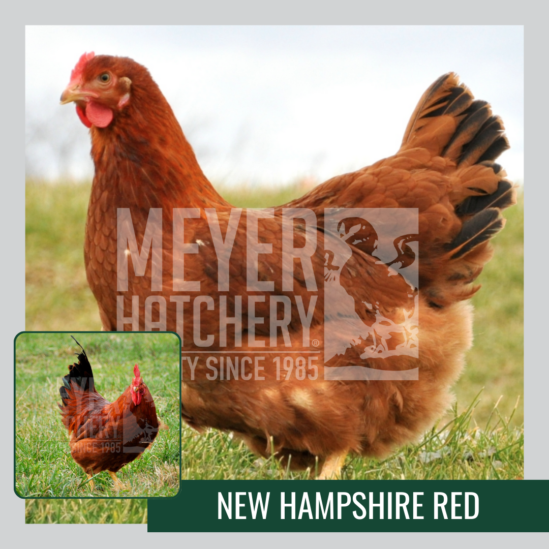 New Hampshire vs Rhode Island: Key Differences and Similarities
