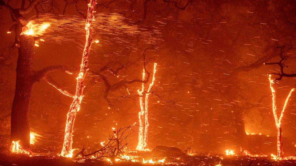 Impact and Recovery: The Paradise California Fire