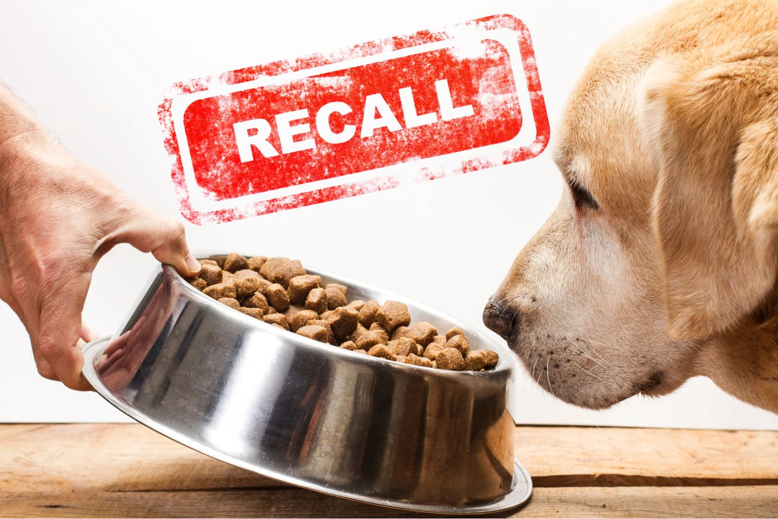Latest FDA Salmonella Recall of Pet Food: What You Need to Know