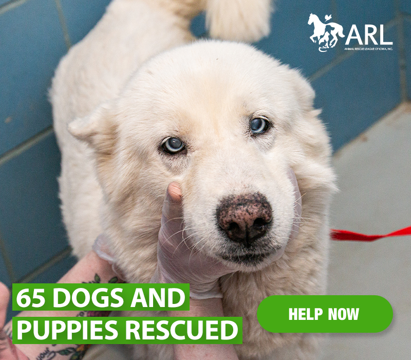 Understanding the Role of Rescue Dogs in Our Lives