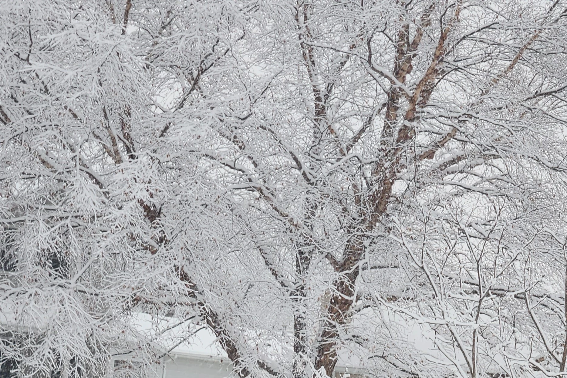 Rochester Weather: Current Forecast and Future Trends