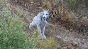 The Conservation Status of the White Iberian Lynx