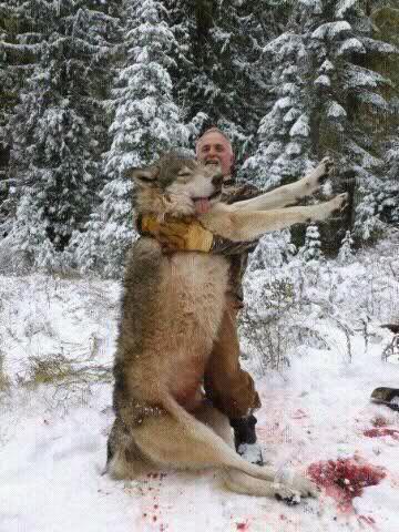 The Vital Role of Wolves in Ecosystems