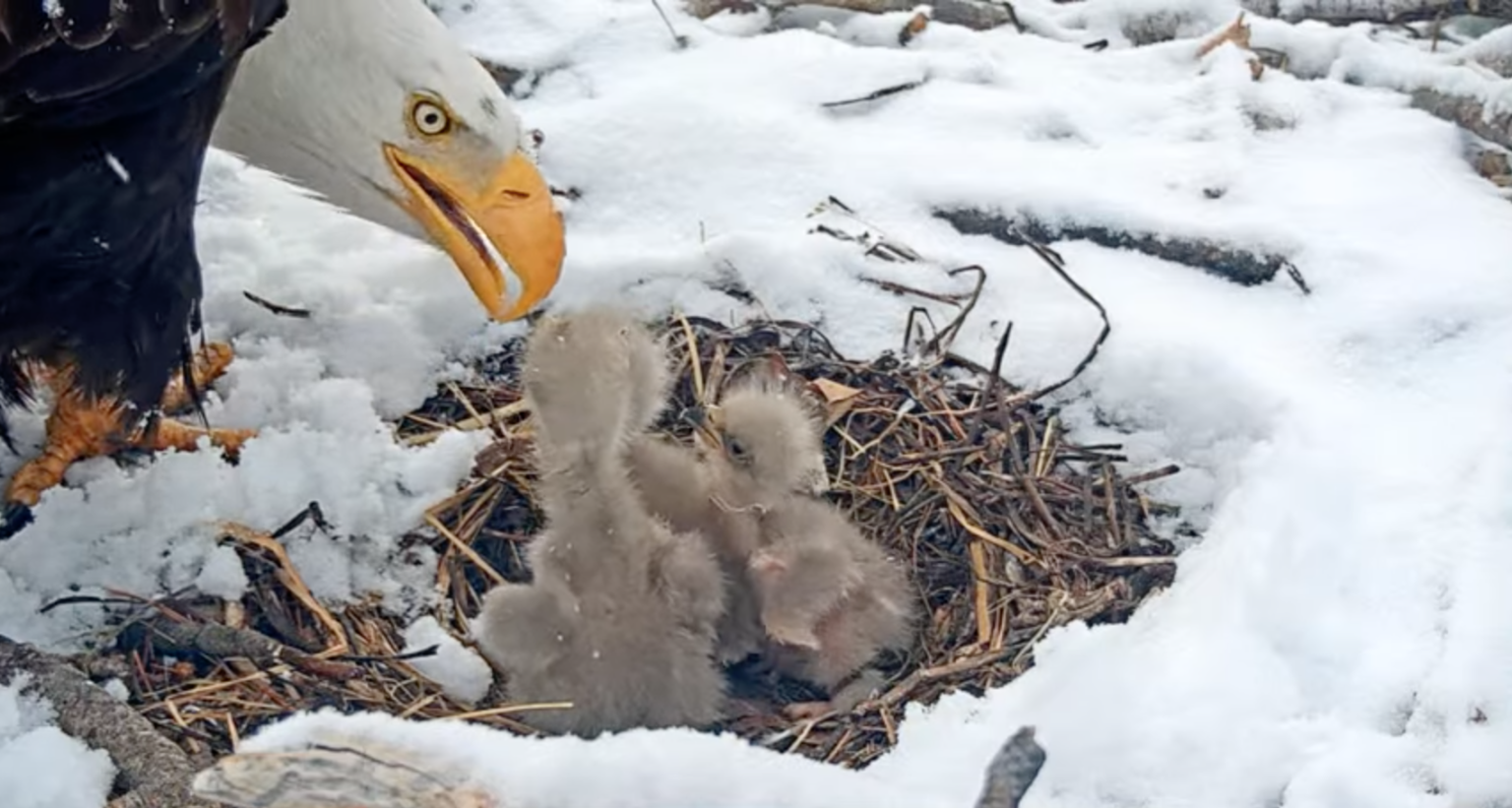 The Significance of Big Bear Eagle Cam for Wildlife Enthusiasts