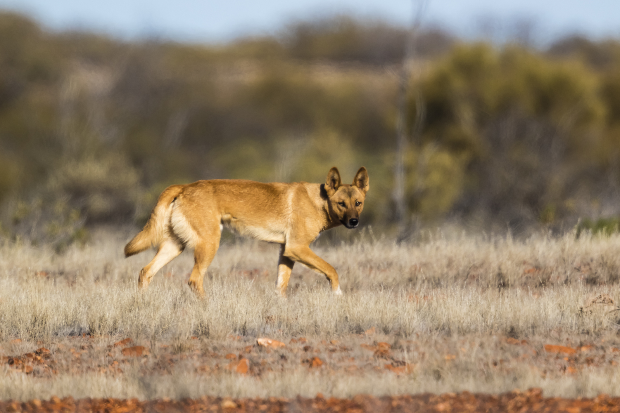 Understanding the Dingo: Australia’s Unique Wild Dog