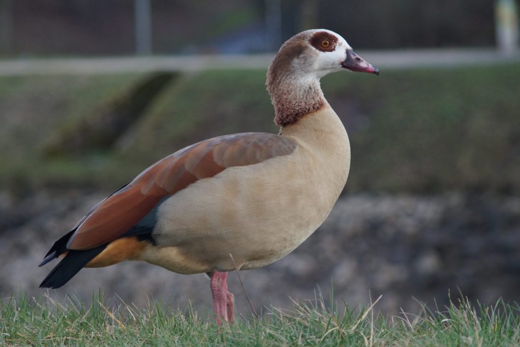 The Importance of Geese in our Ecosystem