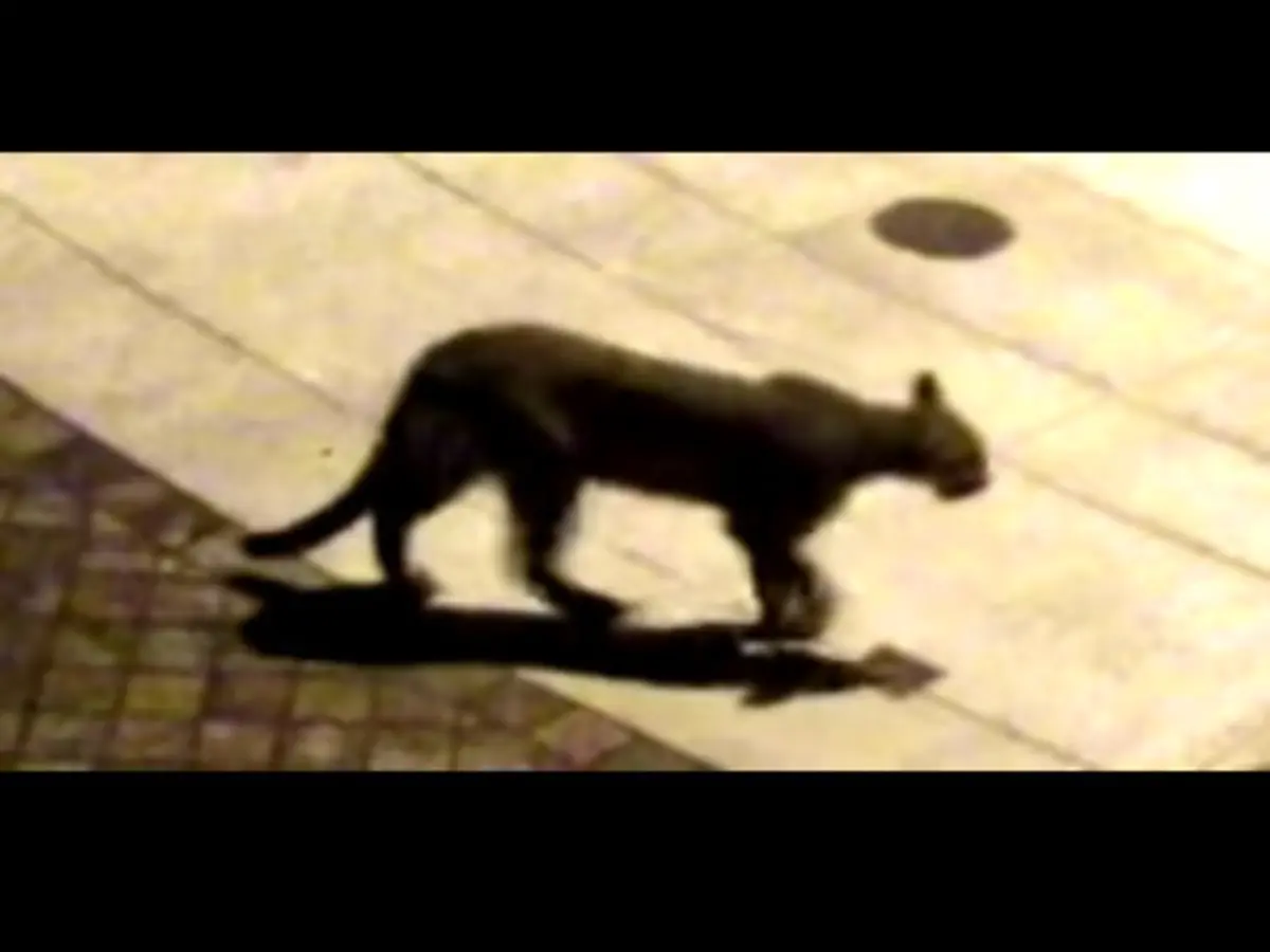 Mountain Lion Sightings in San Francisco: A Growing Concern