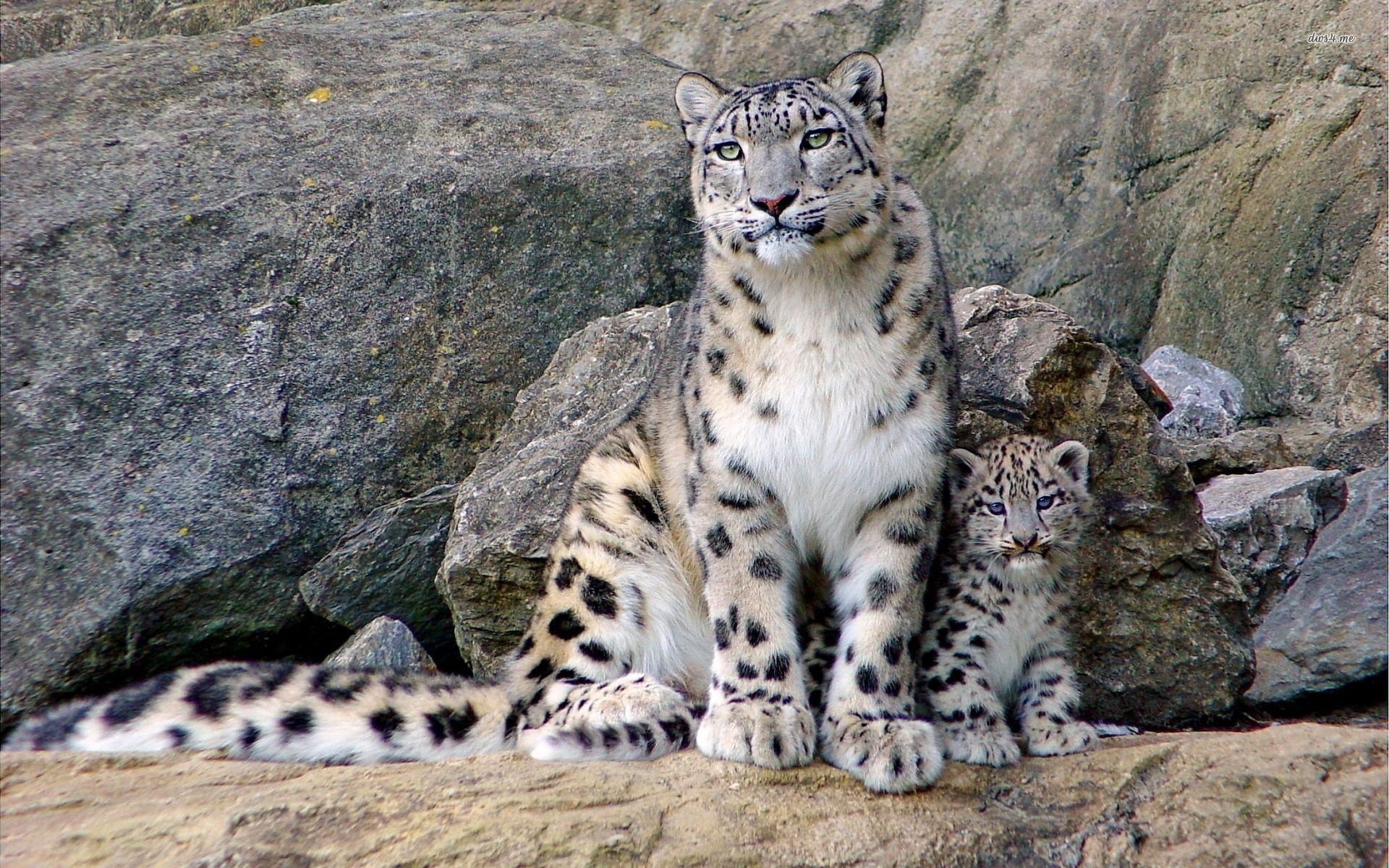 Understanding the Snow Leopard: Habitat and Conservation Efforts