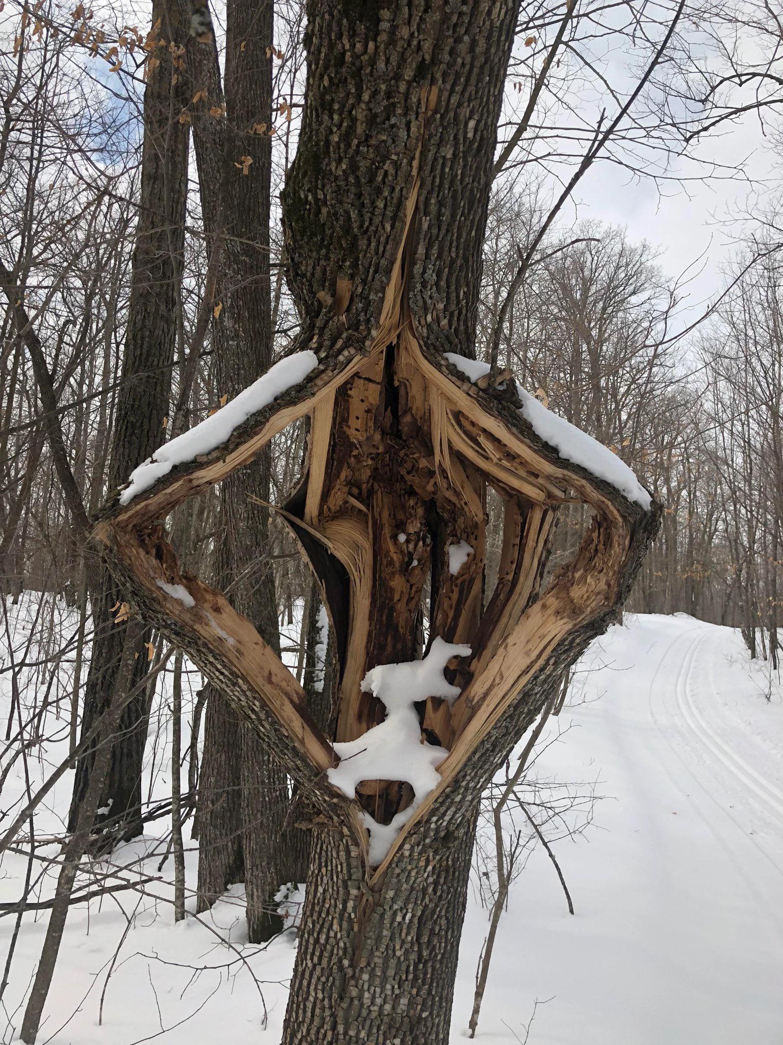 Understanding Trees Exploding from Cold Temperatures