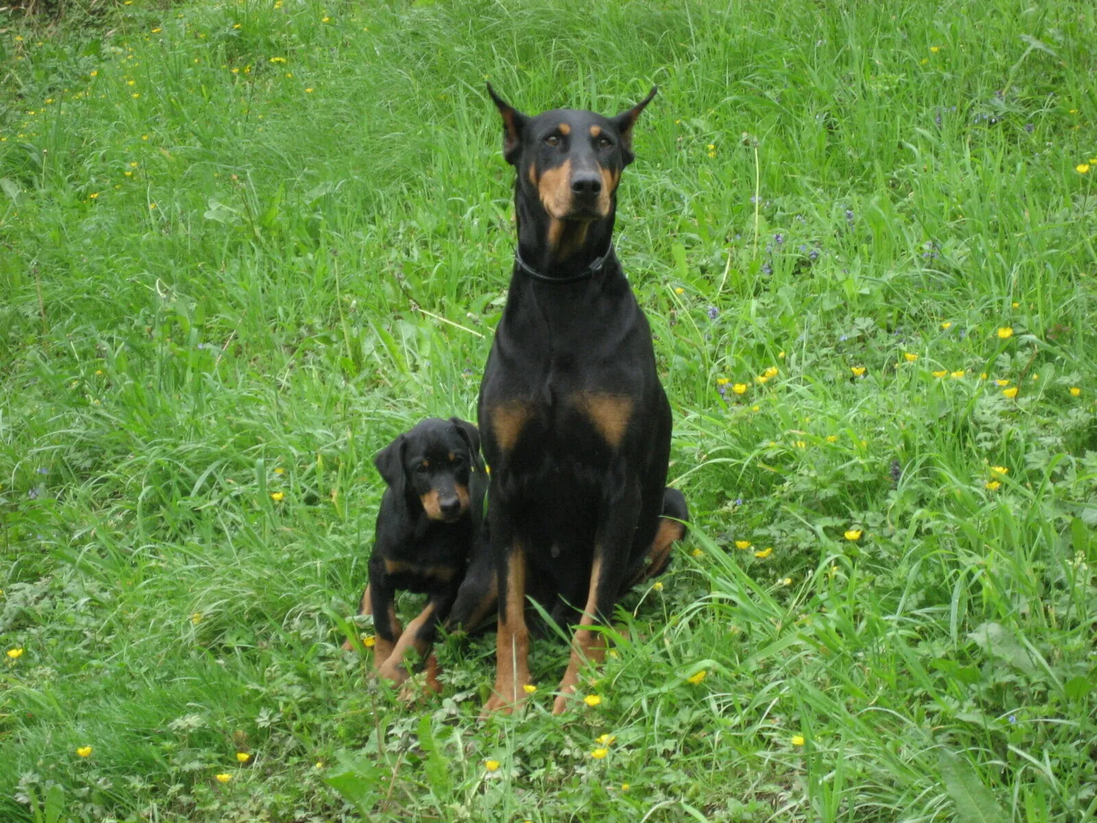 A Comprehensive Guide to Doberman Dogs