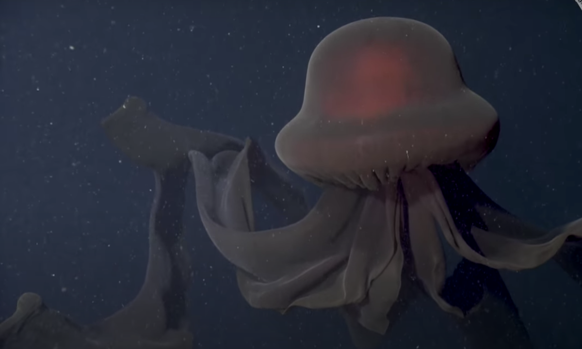 Exploring the Giant Phantom Jellyfish: Nature’s Mysterious Wonder