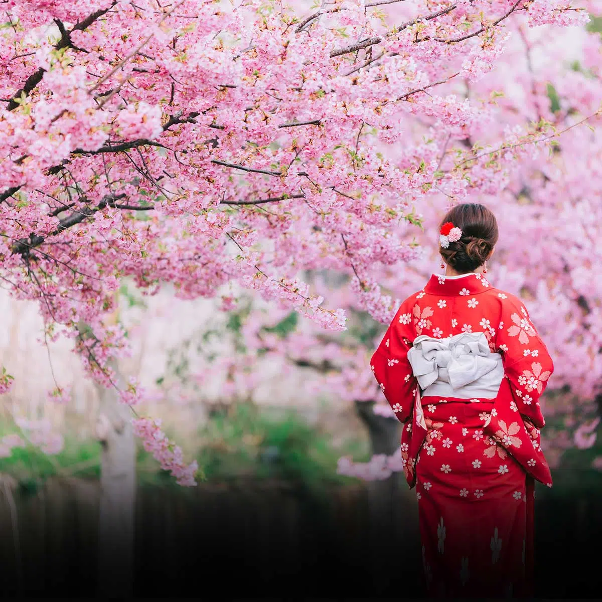 Celebrating the Japanese Cherry Blossom Festival: A Springtime Tradition