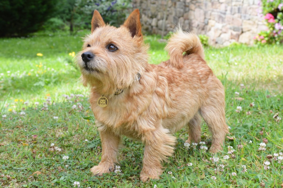 All About the Norwich Terrier: A Charming Companion