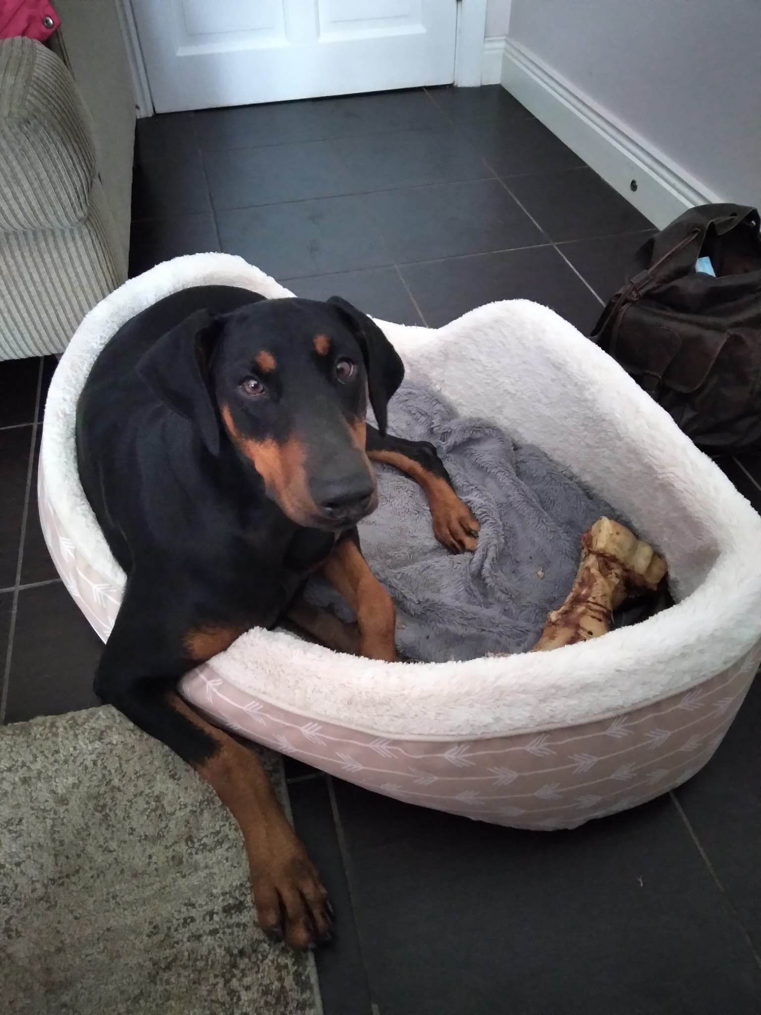 Penny the Doberman: A Heartwarming Hero