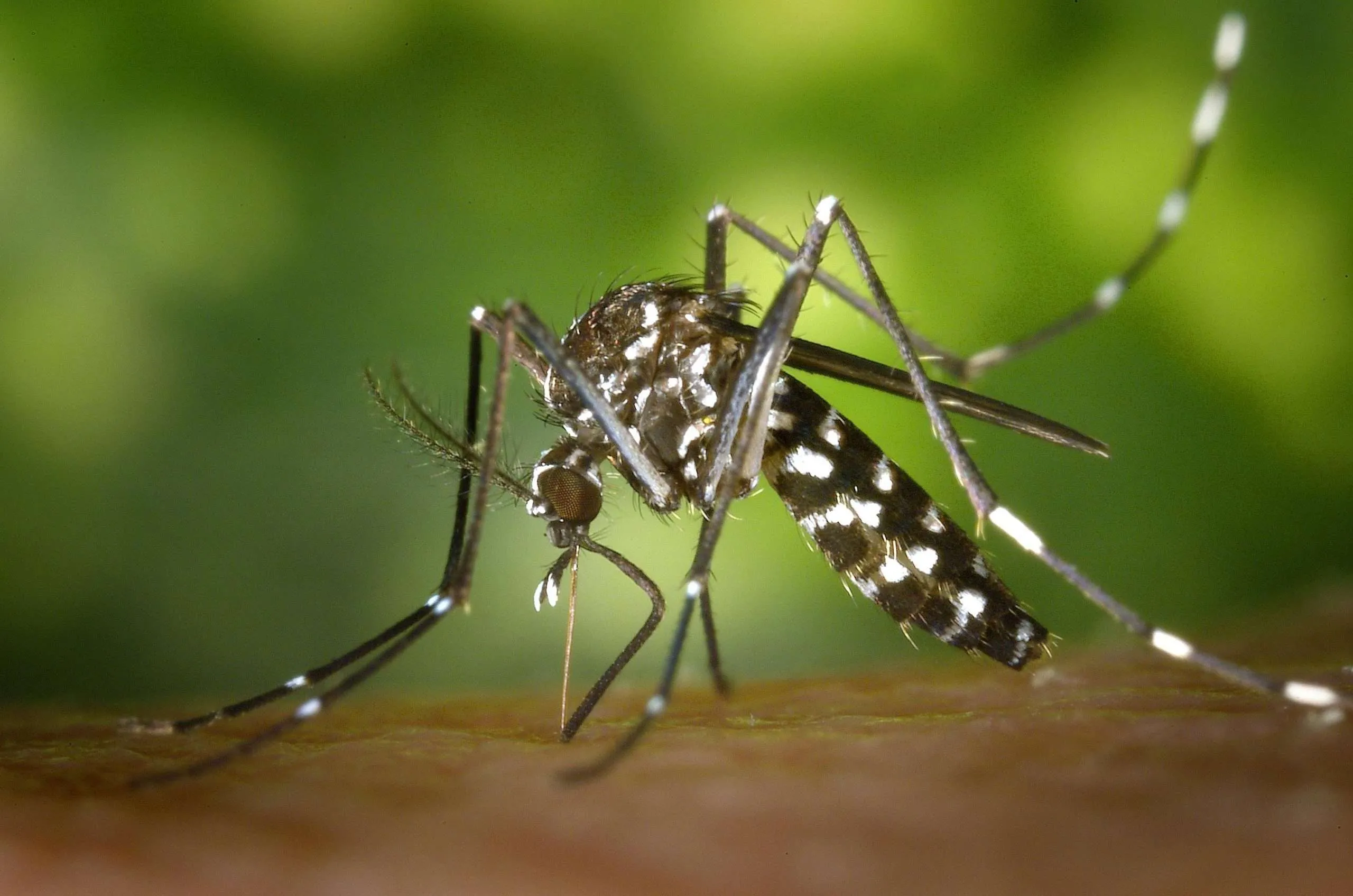 Understanding the Seychelles Chikungunya Virus Outbreak