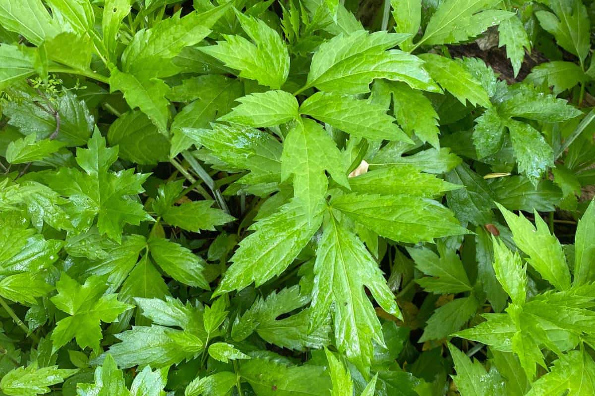Exploring Sochan: A Delicious Foraged Green