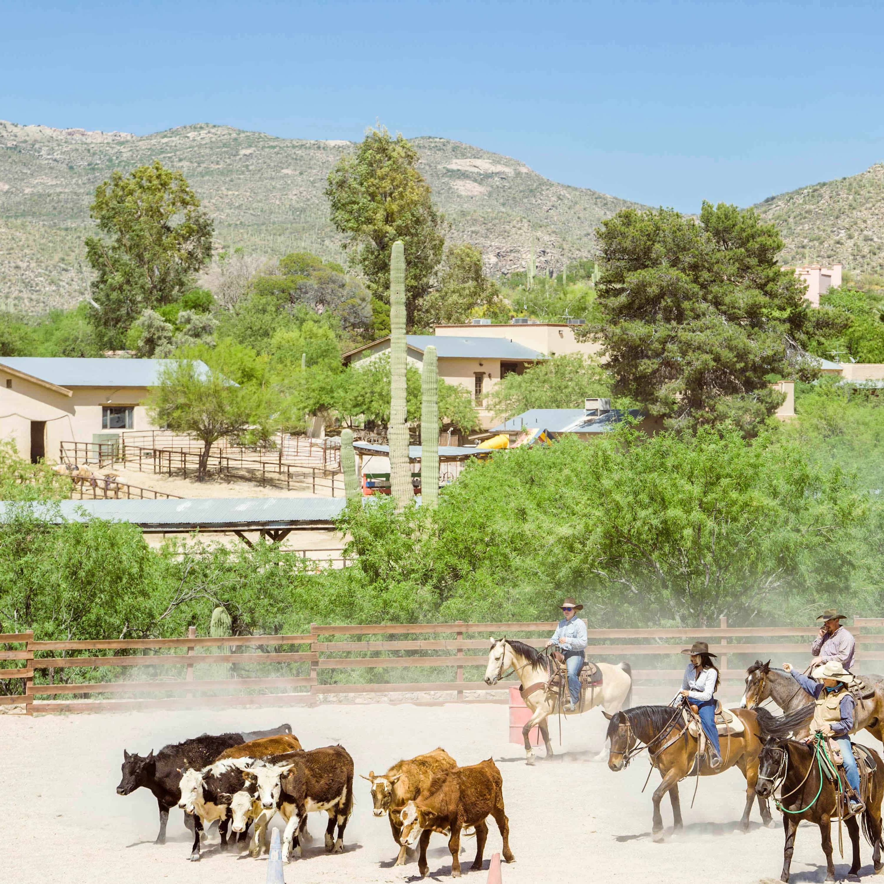 Exploring Tucson, Arizona: Culture, Economy, and Future Prospects