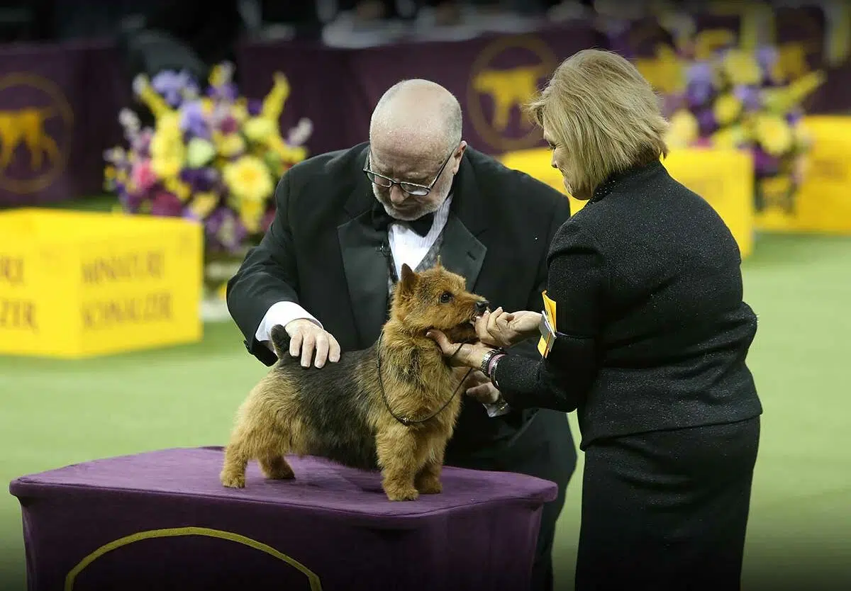 Highlights from the 2023 Westminster Dog Show
