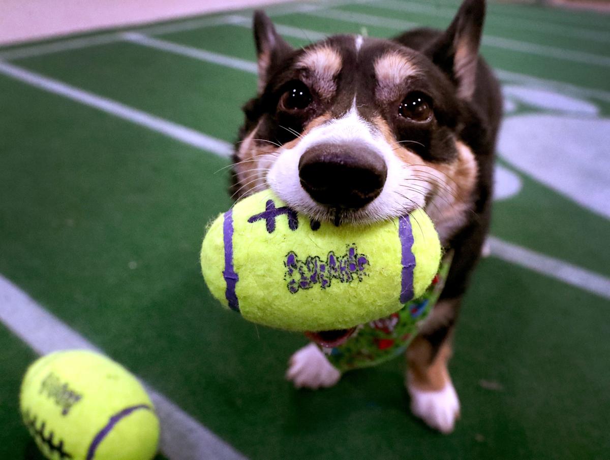 Puppy Bowl 2026: Celebrating Adorable Canines and Their Champions