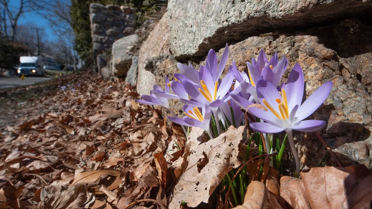 first day of spring 2026 — CA news