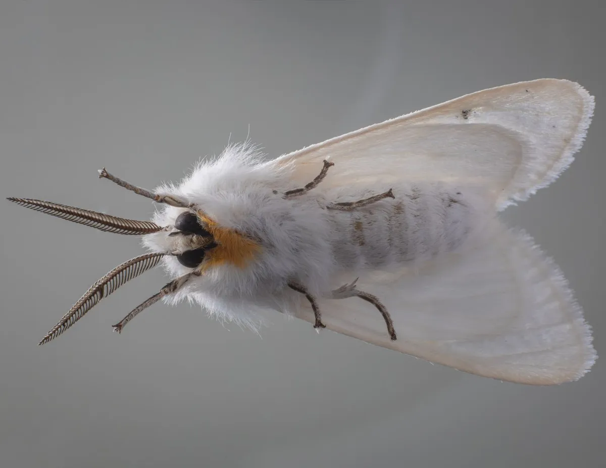 moth — CA news