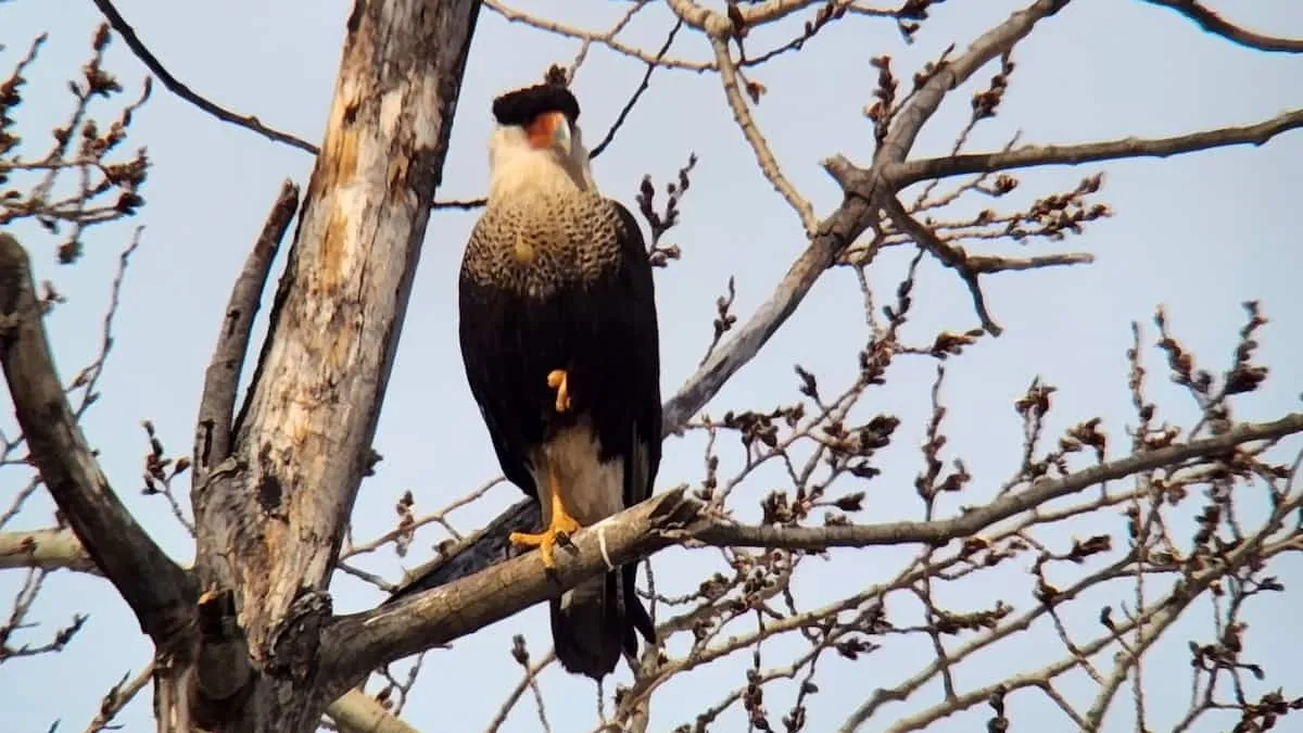 oiseau rare québec — CA news