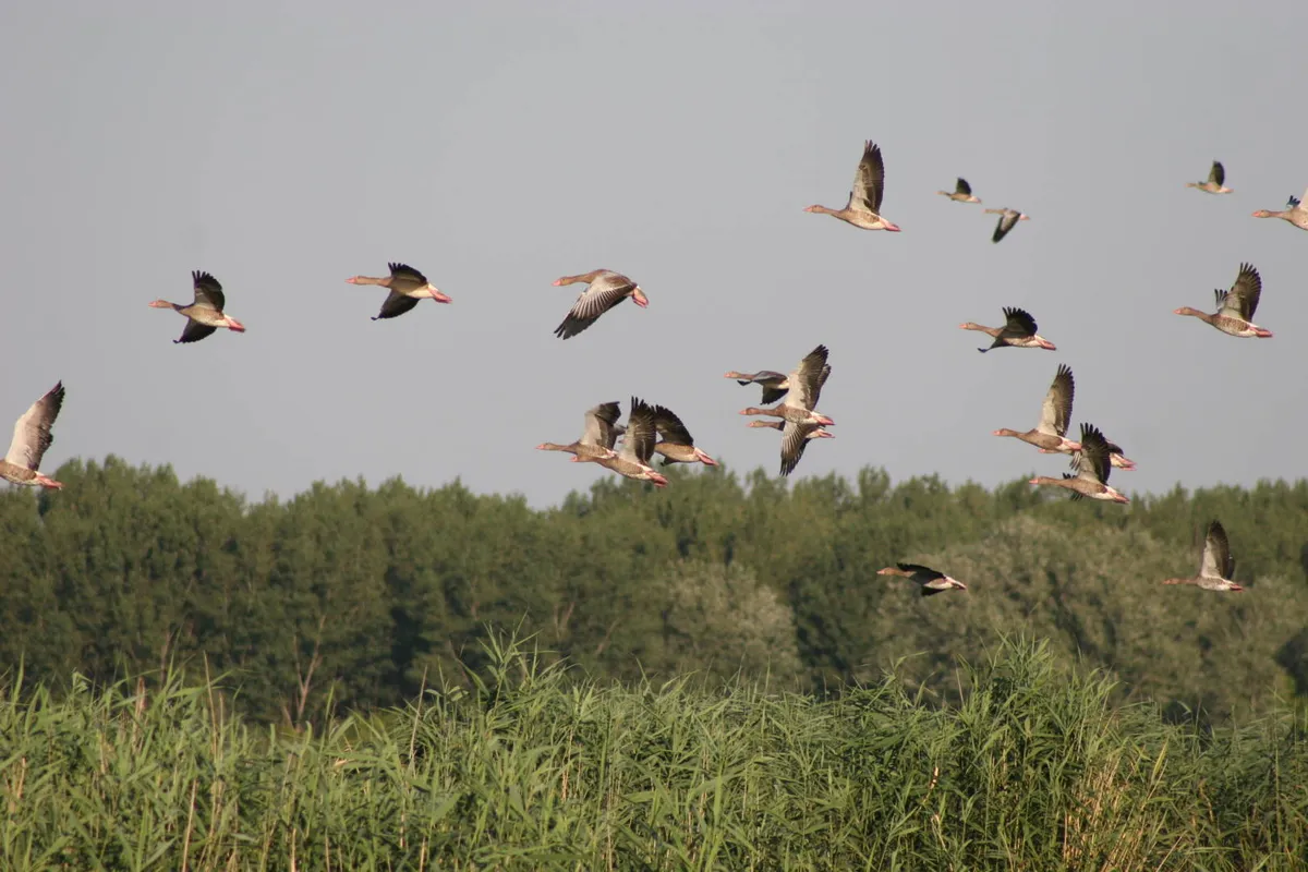 tisza — CA news