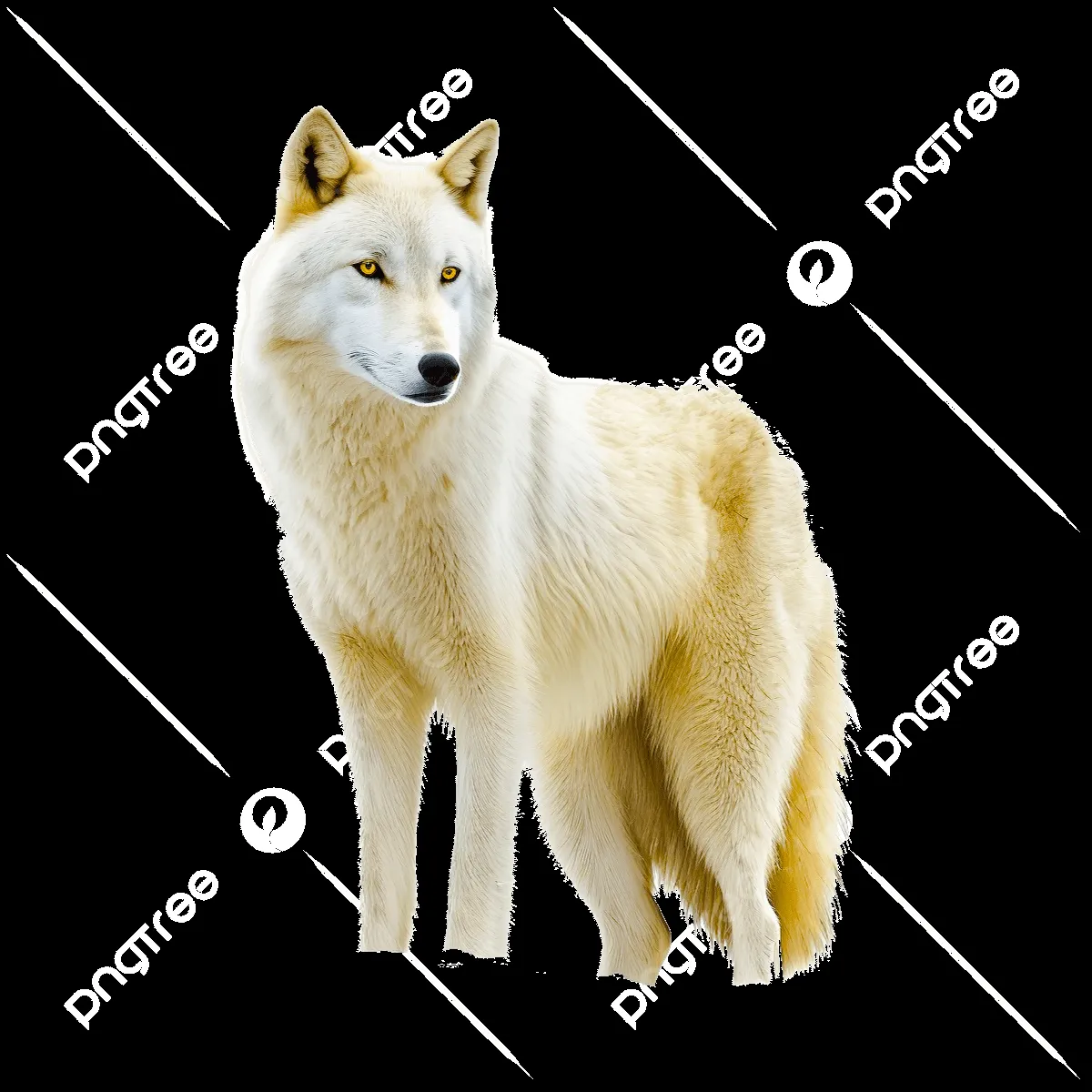wolf — CA news